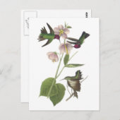 Anna Kolibrie door Audubon Briefkaart (Voorkant / Achterkant)