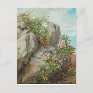 Anna Stainer-Knittel  AlpenRozen Briefkaart