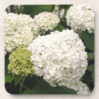 Annabelle Hydrangea Bier Onderzetter