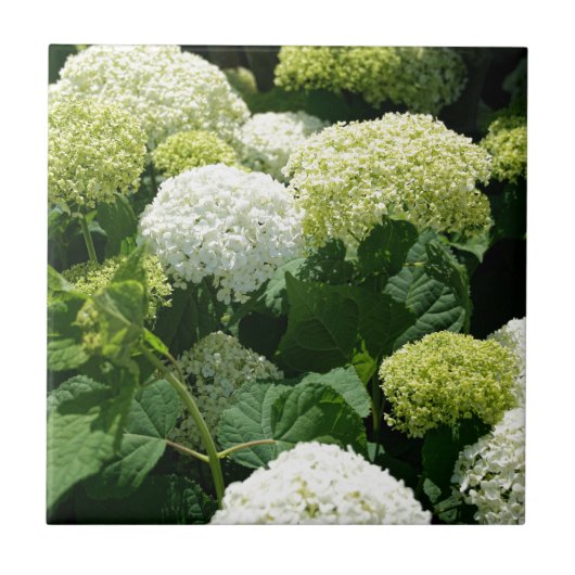 Annabelle Hydrangea Blossom Tegeltje (Voorkant)