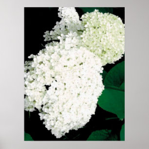 ANNABELLE HYDRANGEA POSTER