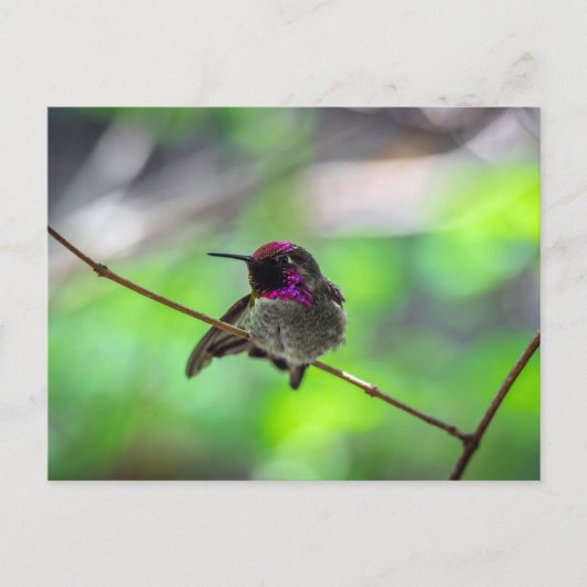 Anna's Hummingbird Briefkaart (Voorkant)