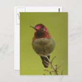 Anna's Hummingbird Briefkaart (Voorkant / Achterkant)