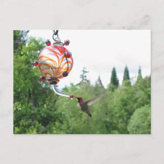 Anna's Hummingbird Briefkaart
