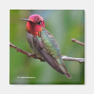 Anna's Hummingbird: Deze koning draagt een roze kr Magneet
