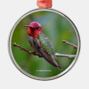 Anna's Hummingbird: Deze koning draagt een roze kr Metalen Ornament