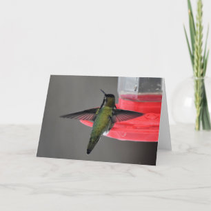 Anna's Hummingbird Frameable Art Kaart