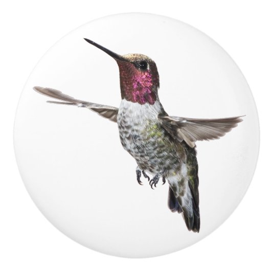 Anna's Hummingbird knob Keramische Knop (Voorkant)