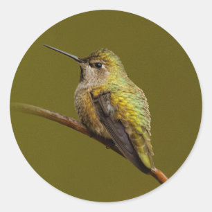 Anna's Hummingbird op de Scarlet Trumpetvine Ronde Sticker