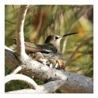 Anna's Hummingbird op Nest Foto Afdruk