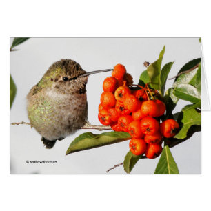 Anna's Hummingbird Poses met de Pyracantha