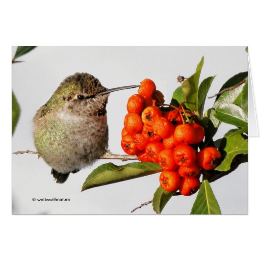 Anna's Hummingbird Poses met de Pyracantha (Voorkant Horizontaal)