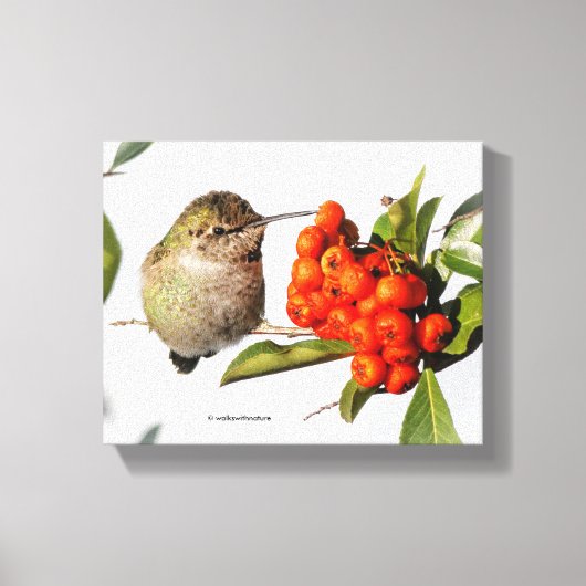 Anna's Hummingbird Poses met de Pyracantha Canvas Afdruk (Voorkant)
