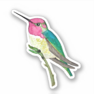 Anna's Hummingbird Sticker