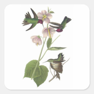 Anna's Hummingbird van Audubon Vierkante Sticker