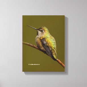 Anna's kolibrie op de scharlaken trompetwinde canvas afdruk