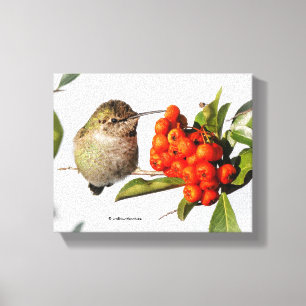 Anna's kolibrie poseert bij de Pyracantha Canvas Afdruk