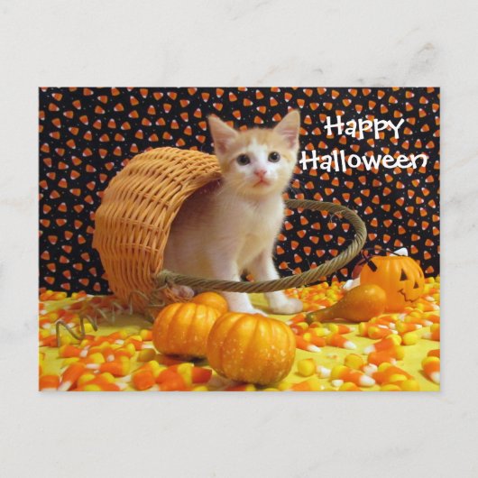 Annie's Sweet Halloween Chat / Kitten Carte postal (Devant)