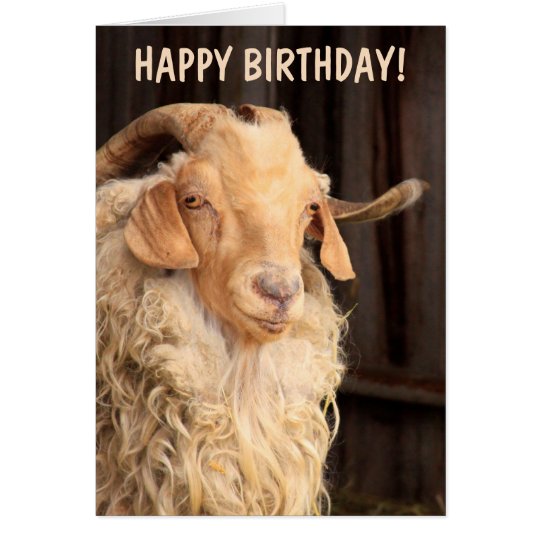 Anniversaire De La Vielle Chevre Zazzle Be