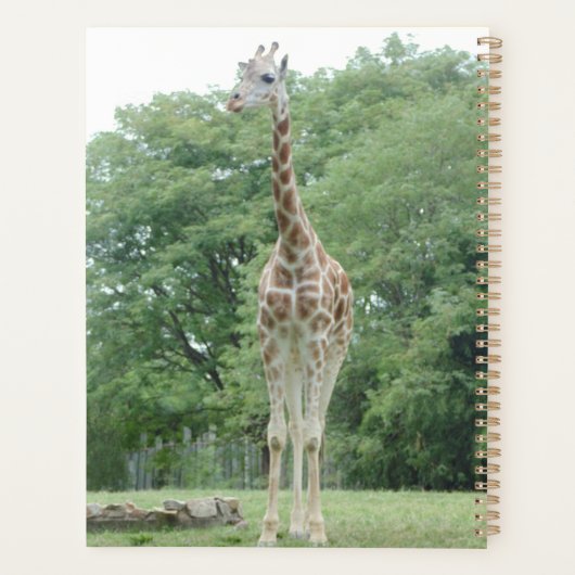 Anniversaire d'or (Dos)