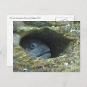 Annoyed Sentry Fish Briefkaart (Voorkant / Achterkant)