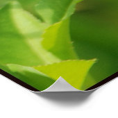 Anole95 Poster (Hoek)