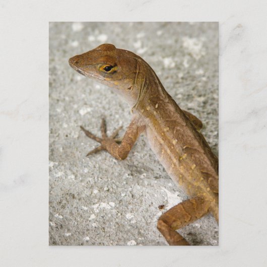 Anole #2 briefkaart (Voorkant)