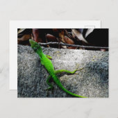 Anole 6704 briefkaart (Voorkant / Achterkant)