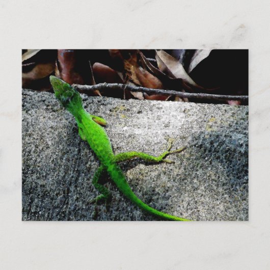 Anole 6704 briefkaart (Voorkant)