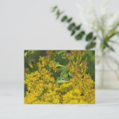 Anole dans Goldenrod Carte Postale (Debout devant)
