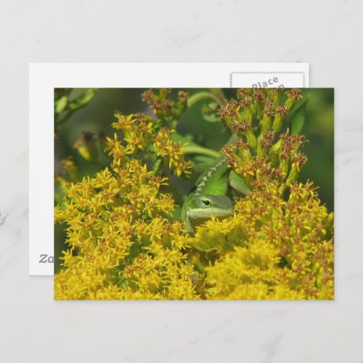 Anole dans Goldenrod Carte Postale (Devant / Derrière)