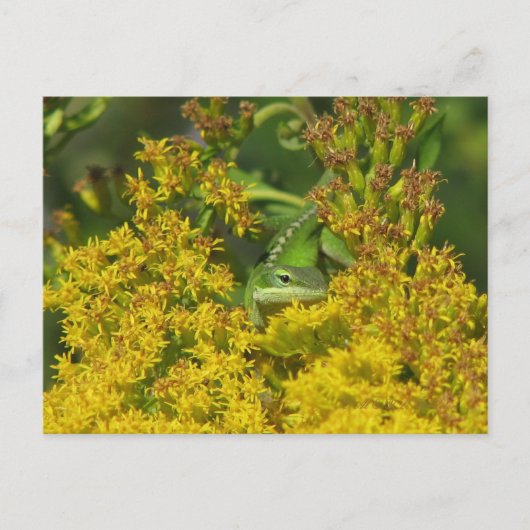 Anole dans Goldenrod Carte Postale (Devant)