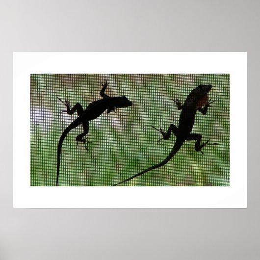 Anole Dual Poster (Voorkant)
