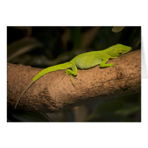 Anole géante jamaïcaine