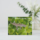 Anole Lizard en Floride Carte postale (Debout devant)