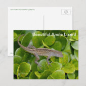 Anole Lizard en Floride Carte postale (Devant / Derrière)