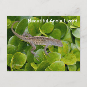 Anole Lizard in Florida Briefkaart