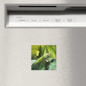 Anole Lizard Magneet (Insitu (Vaatwasser))