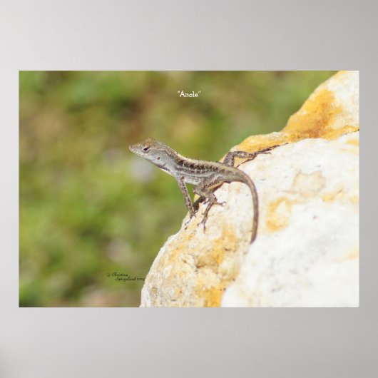 Anole Lizard Rock Poster of Print (Voorkant)