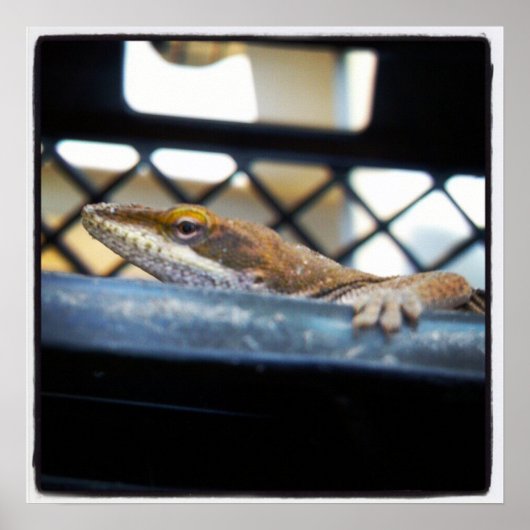 Anole Lizard Sunning Poster (Voorkant)