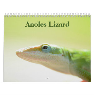 Anoles Lizard Calendrier 2025