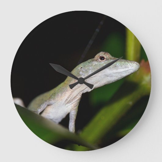Anolis occultus klok (Voorkant)