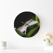 Anolis occultus klok (Huis)