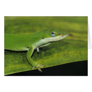 Anolis vert, Anolis carolinensis, adulte sur un pa