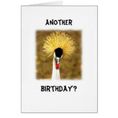Another Birthday? Card for Senior Citizen (Devant)