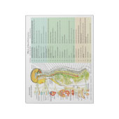 ANS Subluxe Effecten Scheur van kussens Notitieblok (Gedraaid)