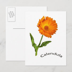 Ansichtkaart - Calendula Briefkaart
