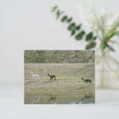 Ansichtkaart – Drie Alpaca's Briefkaart (Staand voorkant)