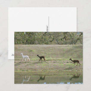 Ansichtkaart – Drie Alpaca's Briefkaart