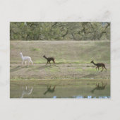 Ansichtkaart – Drie Alpaca's Briefkaart (Voorkant)